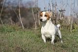 JACK RUSSEL 002